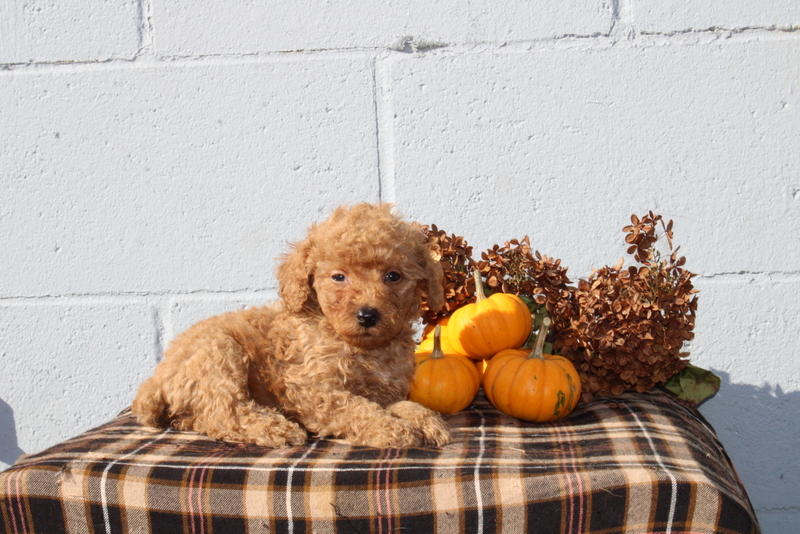 puppy, for, sale, Mini Poodle, Matthew B. Stoltzfus, dog, breeder, Gap, PA, dog-breeder, puppy-for-sale, forsale, nearby, find, puppyfind, locator, puppylocator, aca